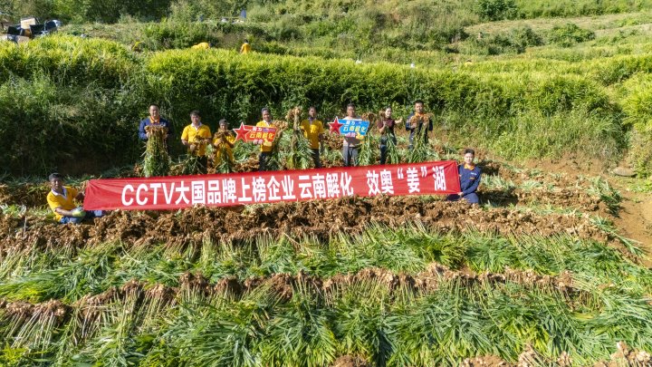 墨江象鼻村生姜大丰登！从种植、施肥到采摘，云南解化全程“呵护”